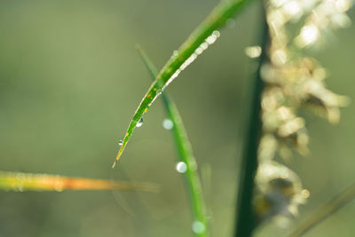 Close-up of water drops on grass