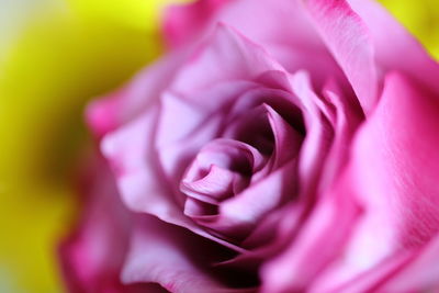 Close-up of pink rose 