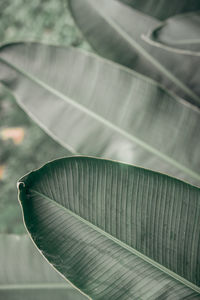 High angle view of feather on leaves