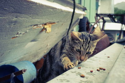 Cat looking up