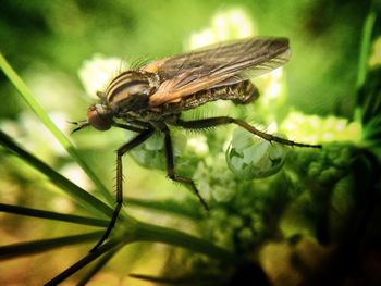 Close-up of insect