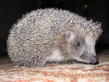 Close-up of hedgehog on rug
