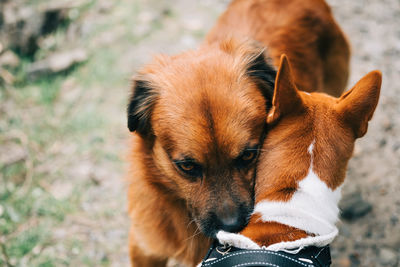 Close-up of a dog