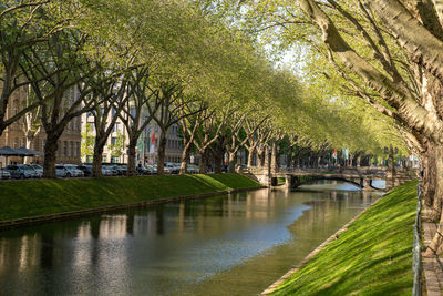 Panoramic shot of footbridge over river in park