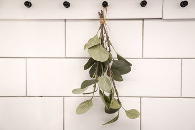 Close-up of plant hanging against wall at home