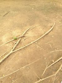 High angle view of leaf