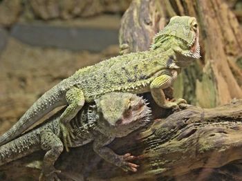 Close-up of bearded dragons on wood