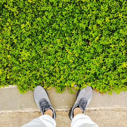 Low section of man standing by plants on footpath