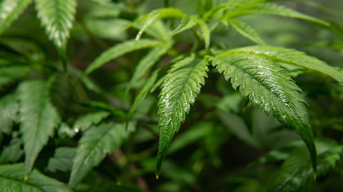 Close-up of dew drops on plant