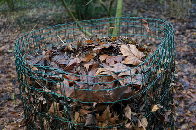 Close-up of dry leaves in basket