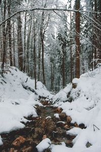 Snow covered trees in forest