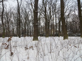 Bare trees in winter