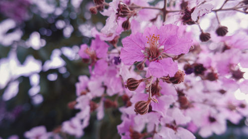 Close-up of pink cherry blossoms