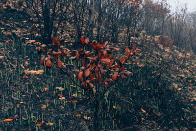 Close-up of plants growing on land