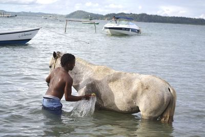 Rear view of shirtless man cleaning horse in sea