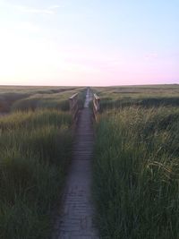 Scenic view of wheat field against sky