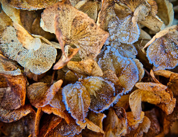 Full frame shot of dried leaves