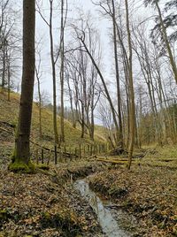 Bare trees in forest