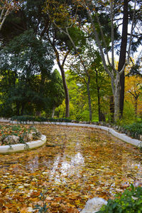 Pond in park