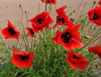 High angle view of red poppy flowers in field