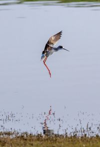 Bird flying over lake