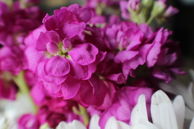 Close-up of pink flowers blooming outdoors