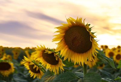 Close-up of sunflower against sky