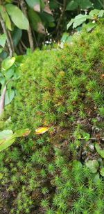 High angle view of plants growing on field