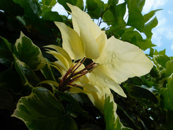 Close-up of yellow flowering plant