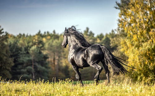 Side view of a horse on field