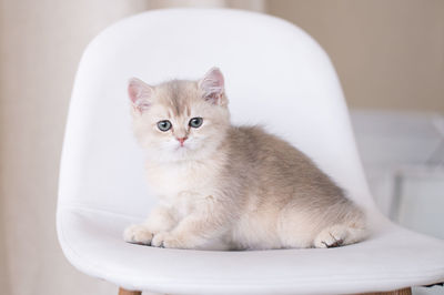 Kitten, golden british, shorthair kitten, pets, interior, close-up