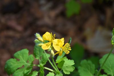 Close-up of yellow flowering plant