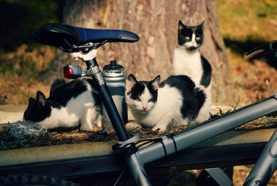 Close-up of cat sitting by bicycle