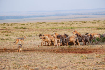 Lioness walking on field