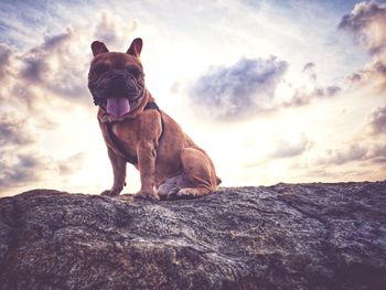 Dog sitting on rock against sky