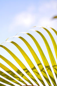 Low angle view of palm leaf against sky