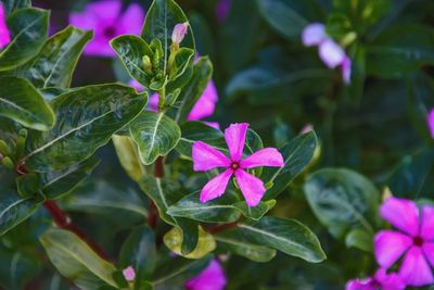 Close-up of pink flowering plant
