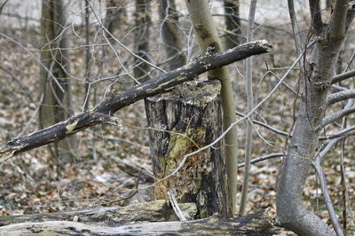 Close-up of bare tree in forest