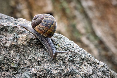 Close-up of snail on rock