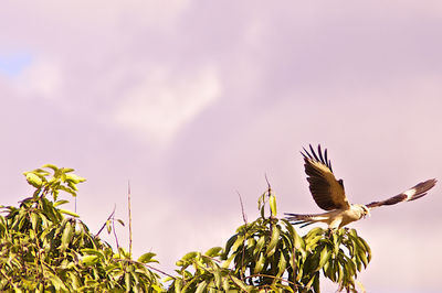 Bird flying in the sky