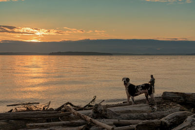 Dog standing at lake against sky during sunset