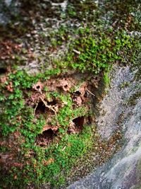 High angle view of moss growing on land