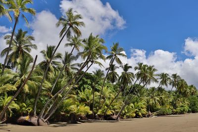 Palm trees against blue sky