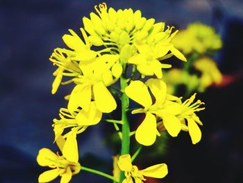 Close-up of yellow flowers