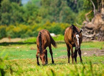 Horses in a field