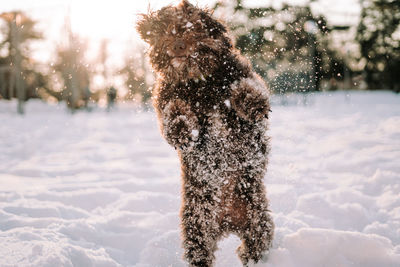 Dog on snow covered land