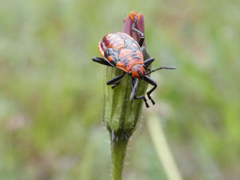 Close-up of insect on leaf