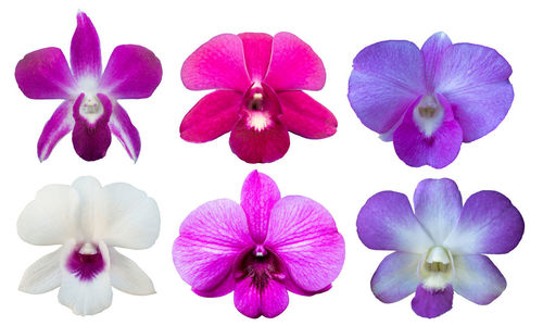 Close-up of purple flowering plant against white background