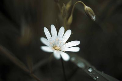 Close-up of white flower blooming outdoors