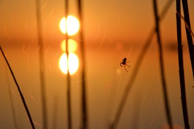 Spider on web against orange sky